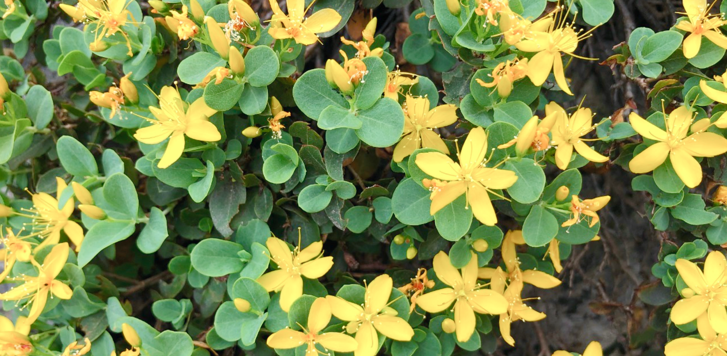 Lebanon Flora