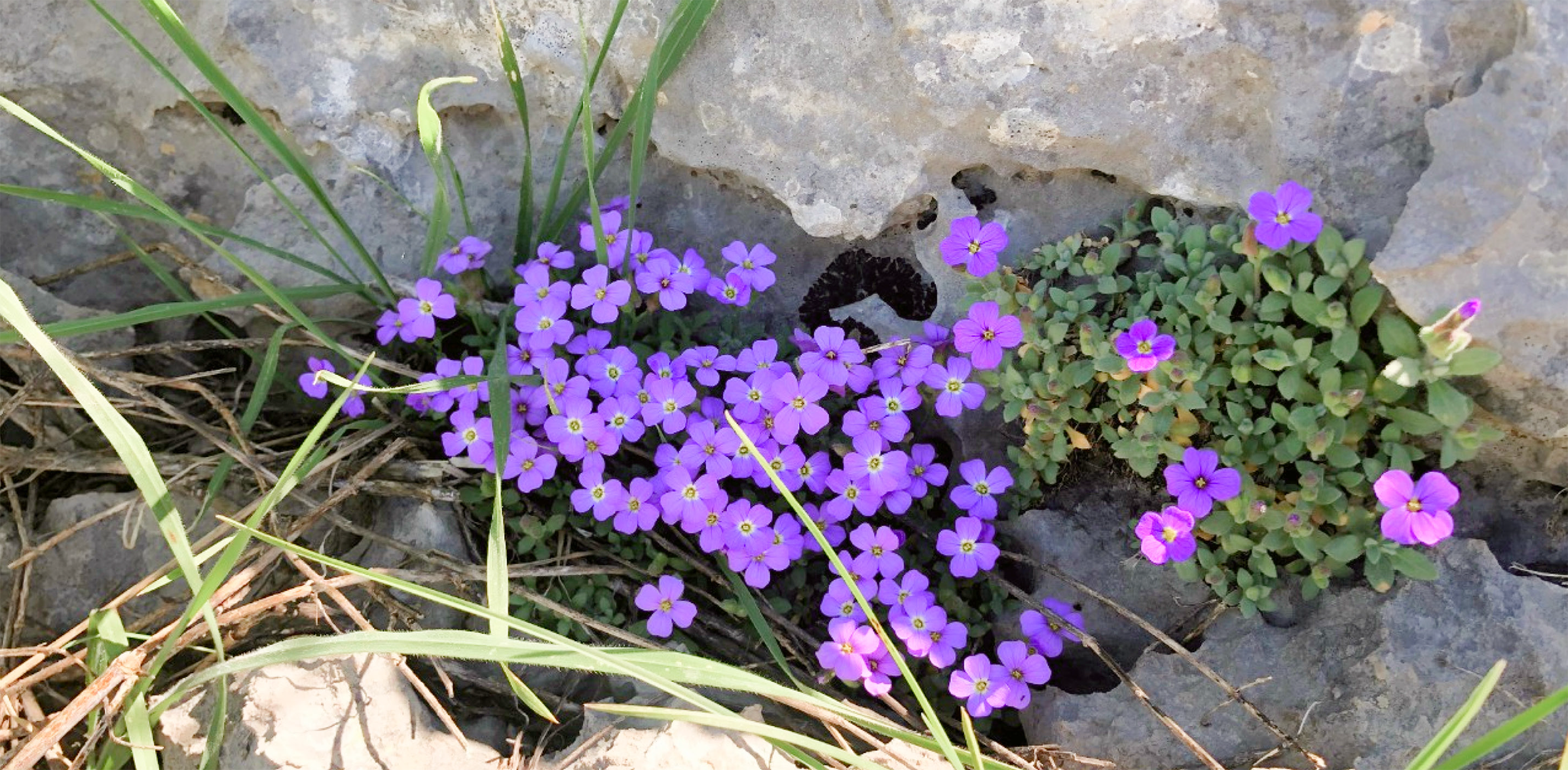 Lebanon Flora