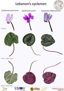  poster image of Lebanon's Cyclamen